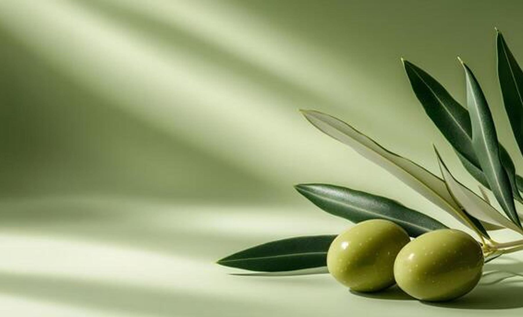 Olive branches laid across a linen table